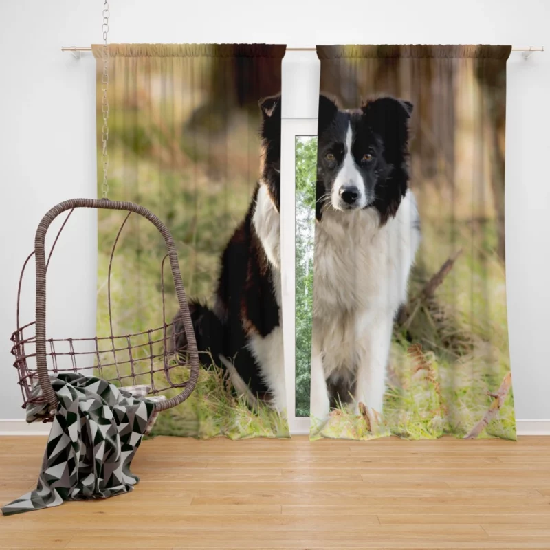 Border Collie Meadow Majesty Energetic Elegance Curtain