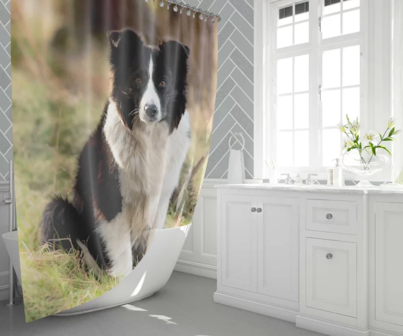 Border Collie Meadow Majesty Energetic Elegance Shower Curtain 1