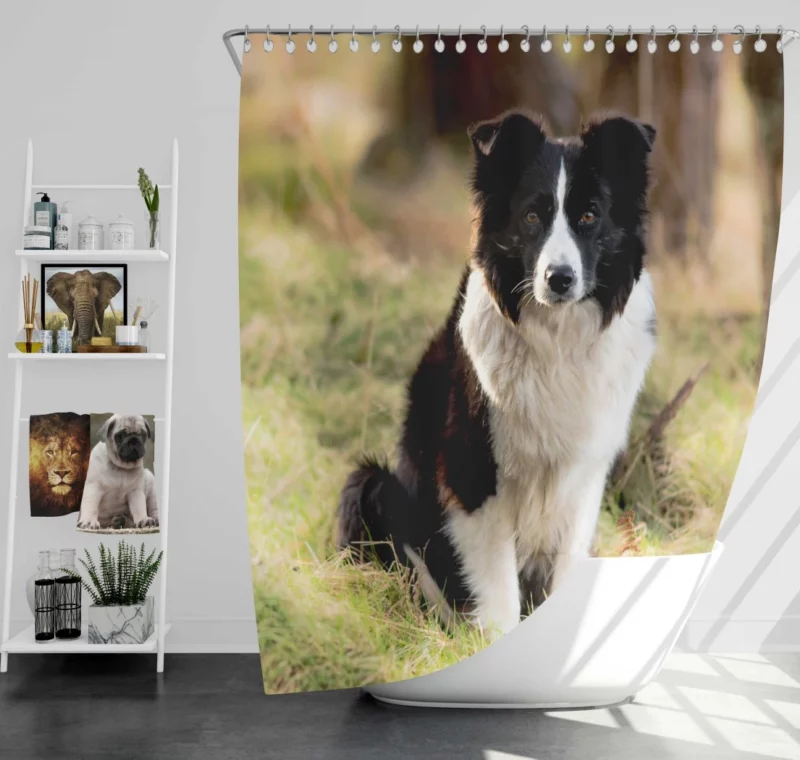 Border Collie Meadow Majesty Energetic Elegance Shower Curtain