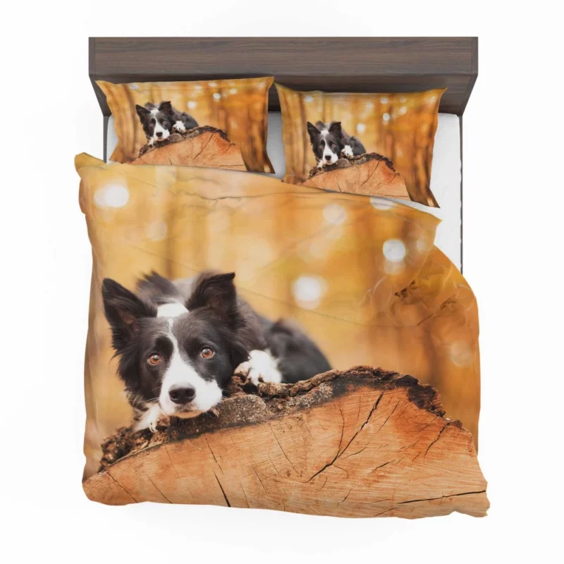 Border Collie Muzzle in Focus Canine Persona Bedding Set 1