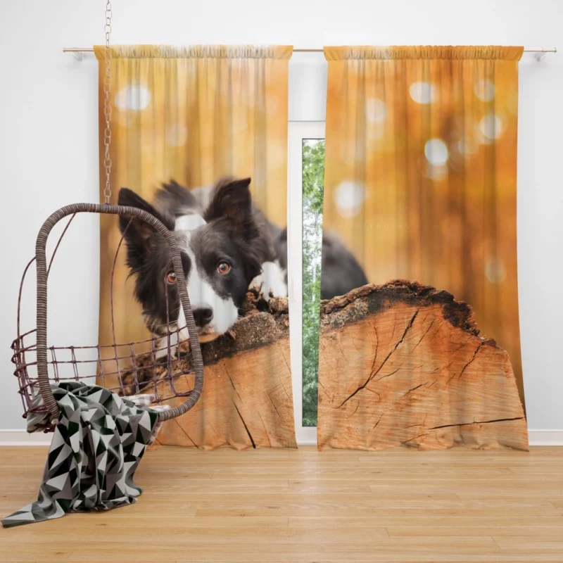 Border Collie Muzzle in Focus Canine Persona Curtain