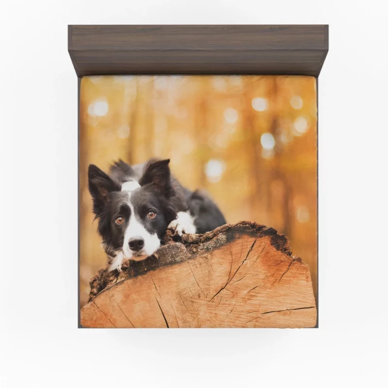 Border Collie Muzzle in Focus Canine Persona Fitted Sheet 1