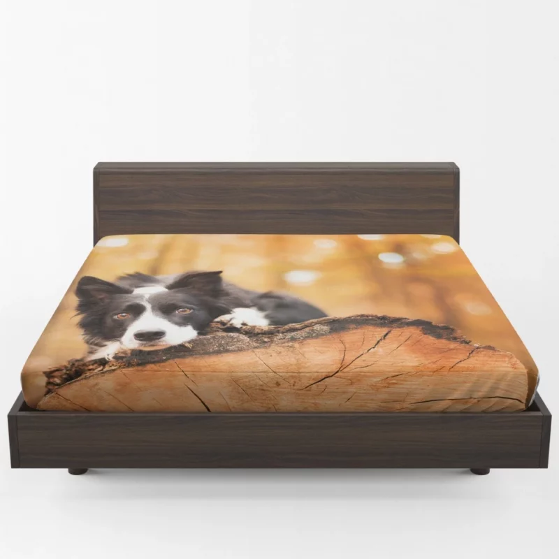 Border Collie Muzzle in Focus Canine Persona Fitted Sheet