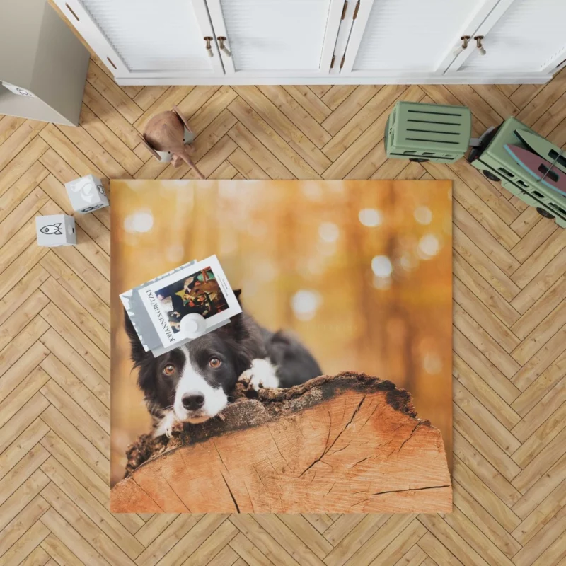 Border Collie Muzzle in Focus Canine Persona Rug