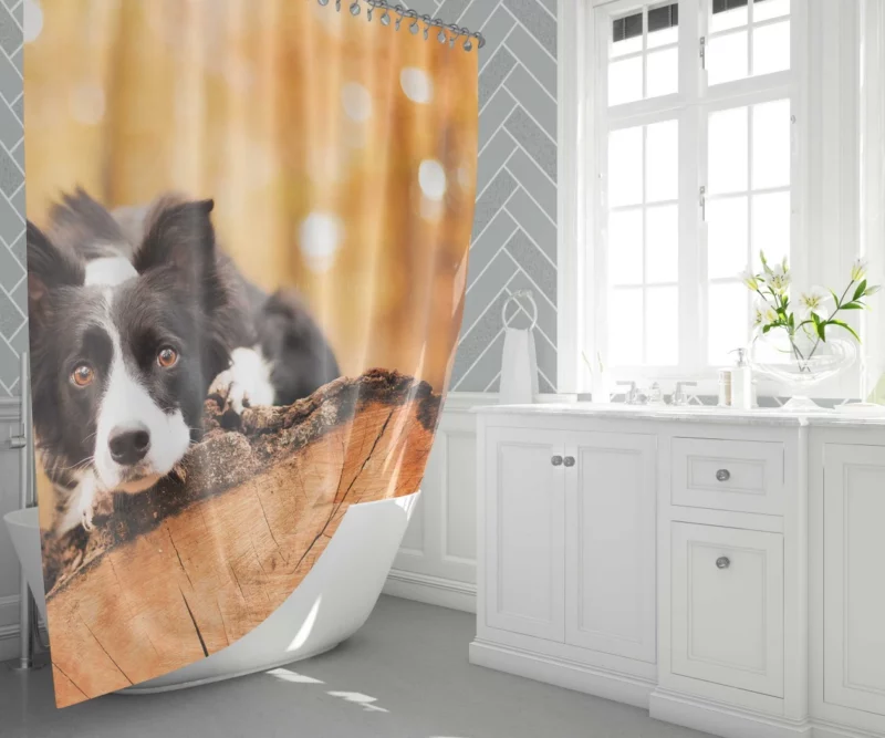 Border Collie Muzzle in Focus Canine Persona Shower Curtain 1