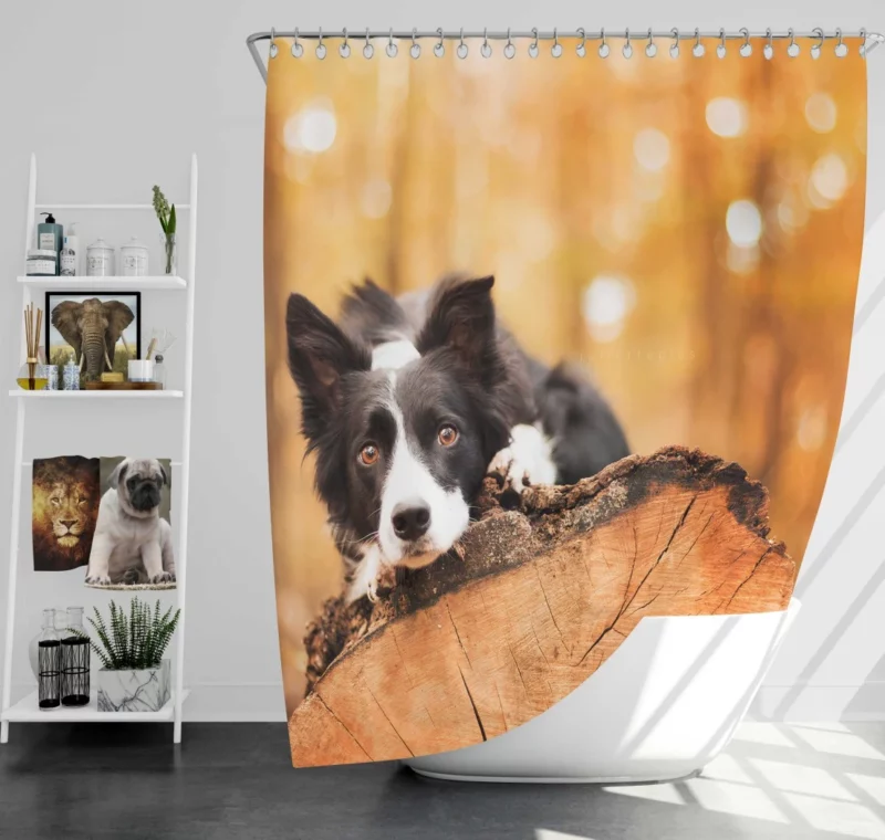 Border Collie Muzzle in Focus Canine Persona Shower Curtain