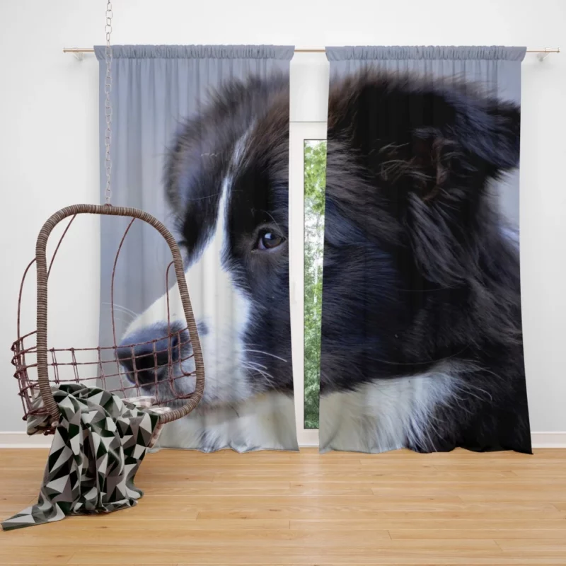 Border Collie Puppy Energetic Charm Curtain