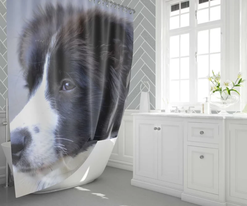 Border Collie Puppy Energetic Charm Shower Curtain 1