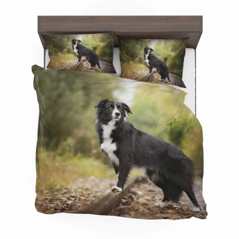 Border Collie Railroad Adventure Bedding Set 1