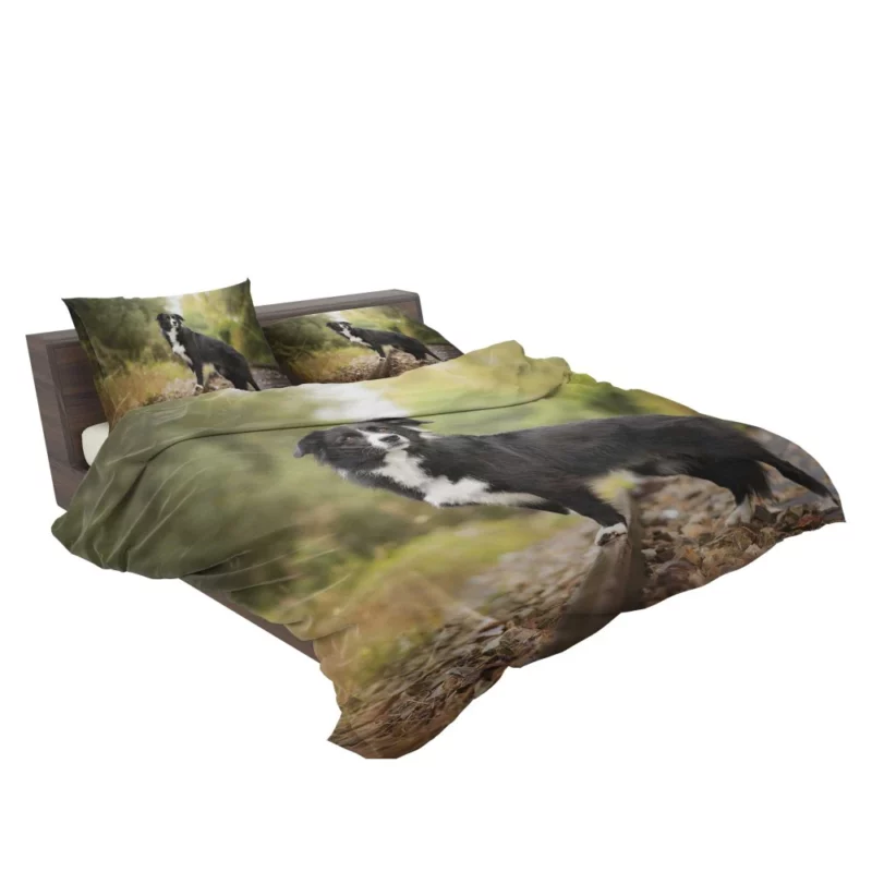 Border Collie Railroad Adventure Bedding Set 2