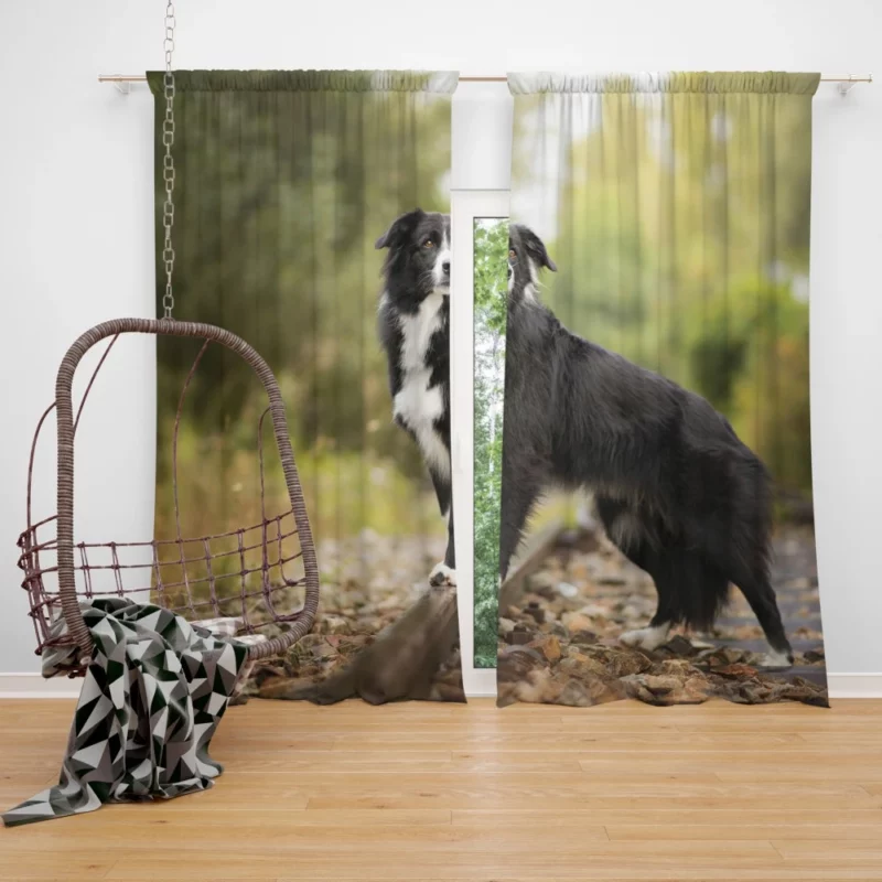 Border Collie Railroad Adventure Curtain