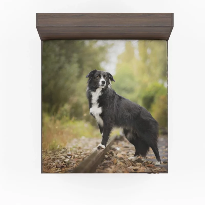 Border Collie Railroad Adventure Fitted Sheet 1