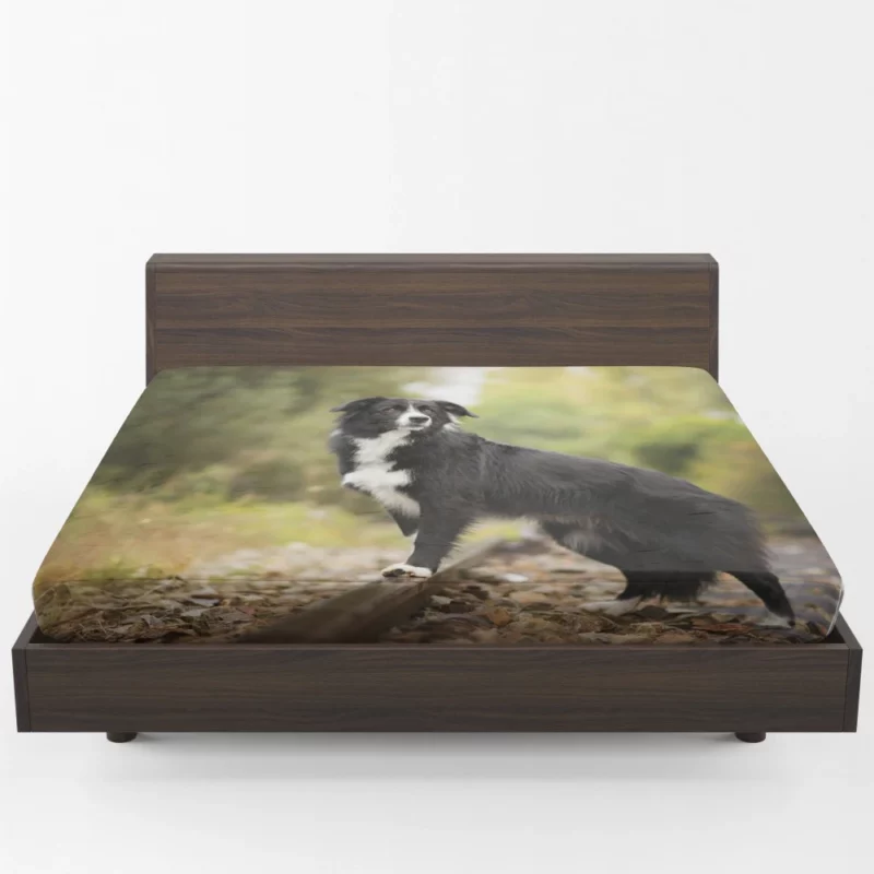 Border Collie Railroad Adventure Fitted Sheet