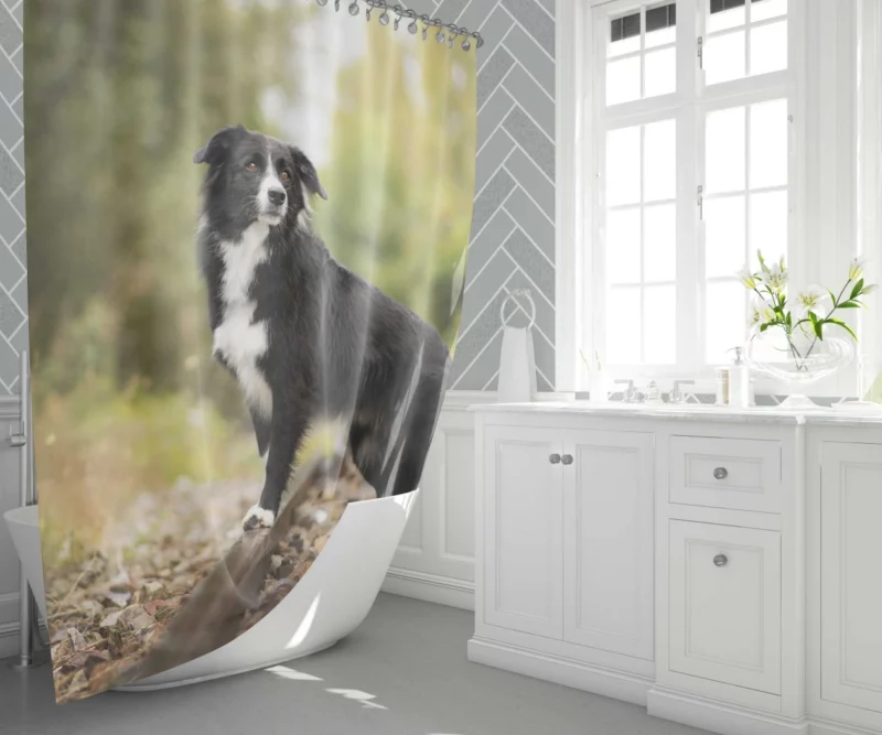 Border Collie Railroad Adventure Shower Curtain 1