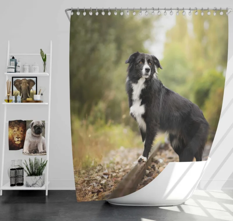 Border Collie Railroad Adventure Shower Curtain