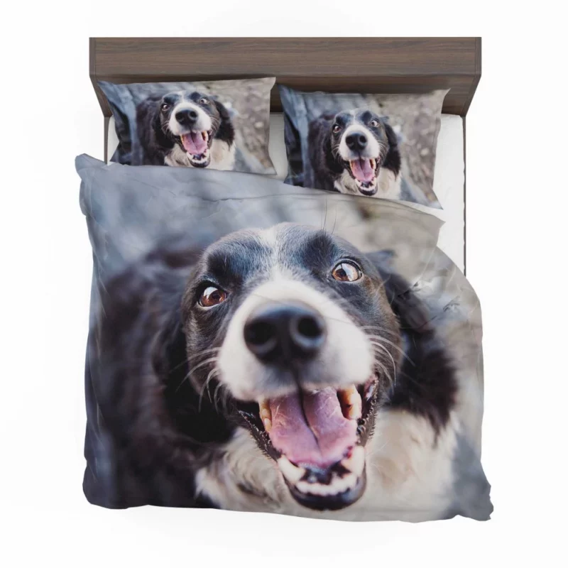 Border Collie Snowy Stare Bedding Set 1