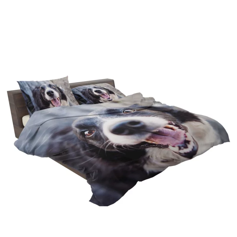 Border Collie Snowy Stare Bedding Set 2