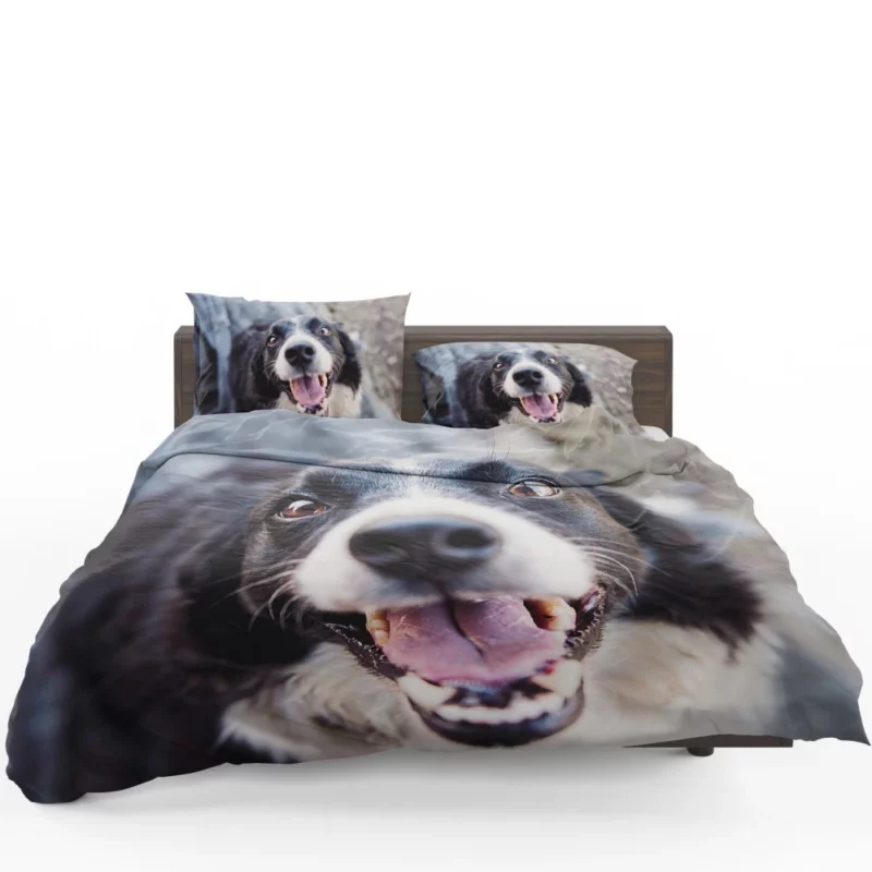 Border Collie Snowy Stare Bedding Set