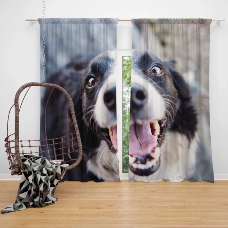 Border Collie Snowy Stare Curtain