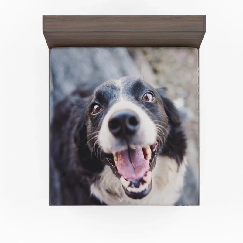 Border Collie Snowy Stare Fitted Sheet 1