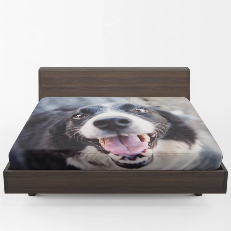 Border Collie Snowy Stare Fitted Sheet