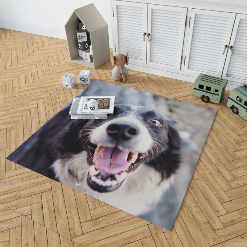 Border Collie Snowy Stare Rug 1