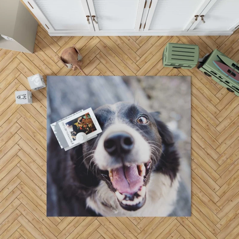 Border Collie Snowy Stare Rug