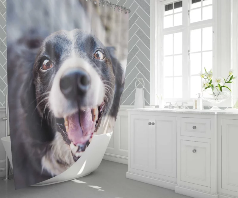 Border Collie Snowy Stare Shower Curtain 1