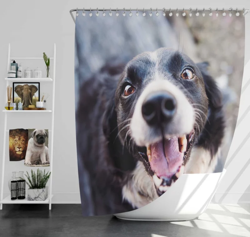 Border Collie Snowy Stare Shower Curtain