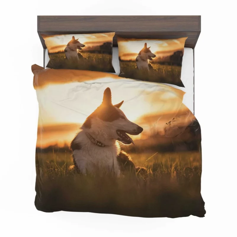 Border Collie Sunset Romp Playful Glow Bedding Set 1