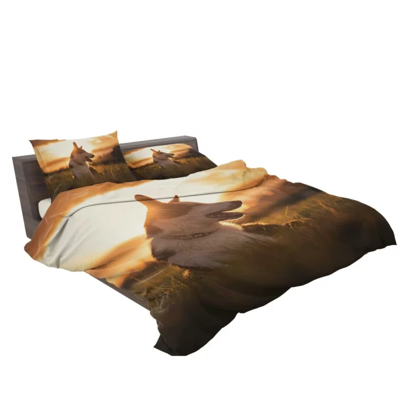 Border Collie Sunset Romp Playful Glow Bedding Set 2