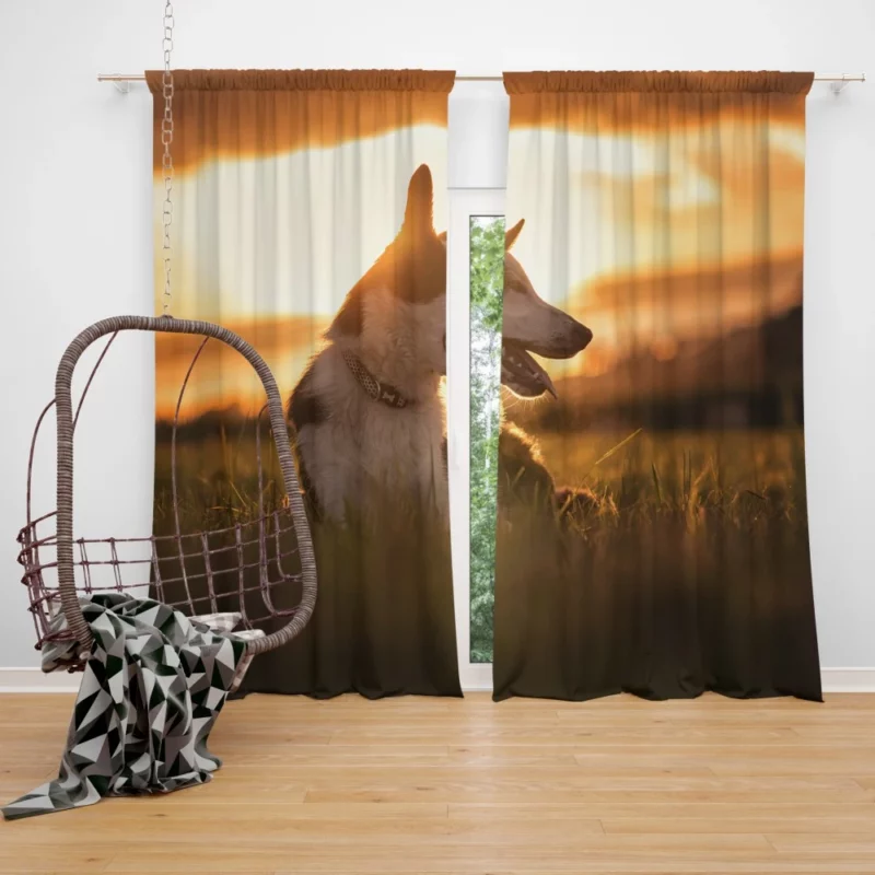 Border Collie Sunset Romp Playful Glow Curtain