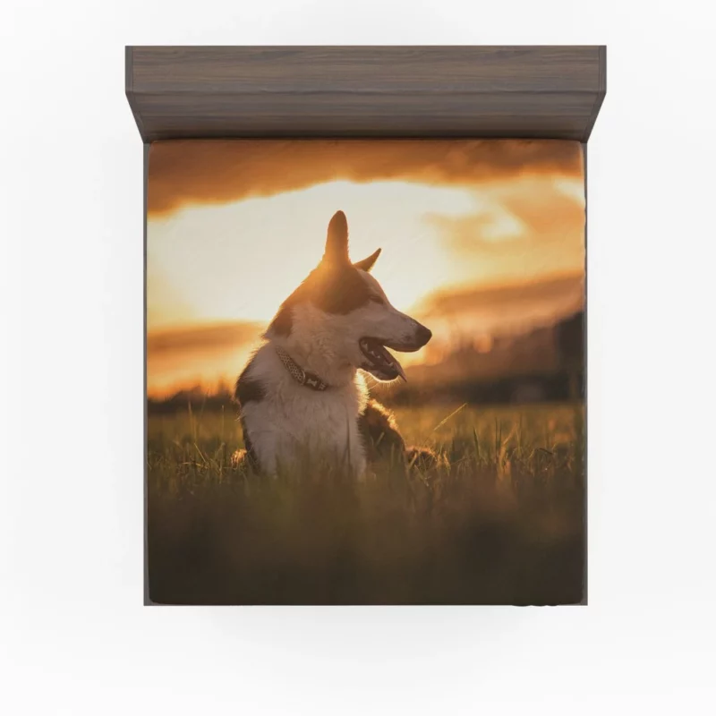 Border Collie Sunset Romp Playful Glow Fitted Sheet 1