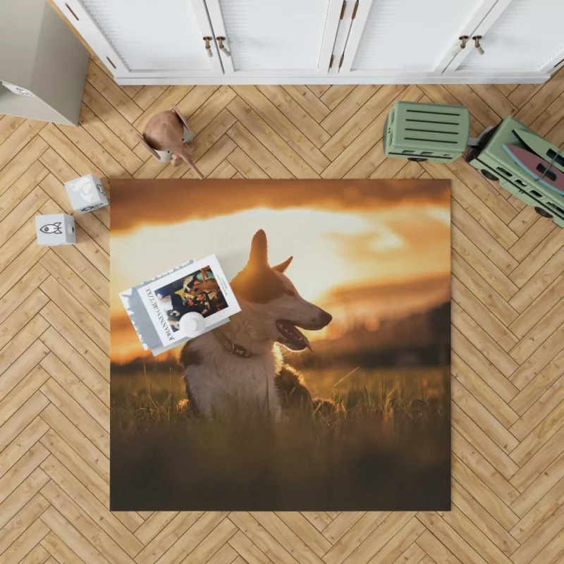 Border Collie Sunset Romp Playful Glow Rug