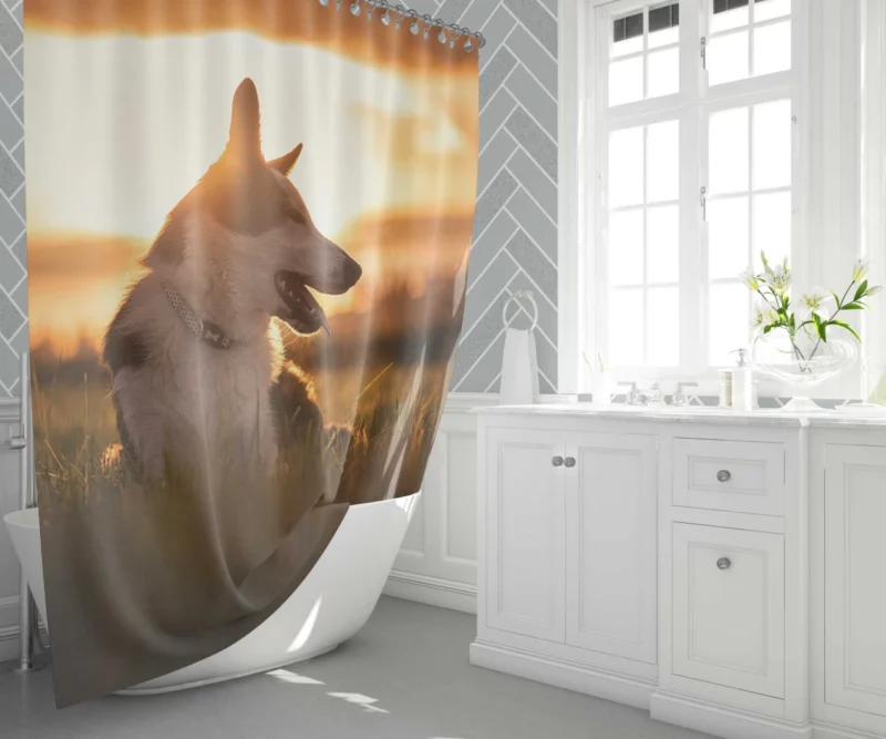 Border Collie Sunset Romp Playful Glow Shower Curtain 1