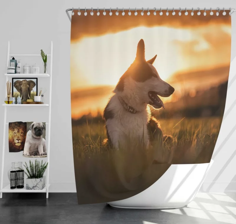 Border Collie Sunset Romp Playful Glow Shower Curtain