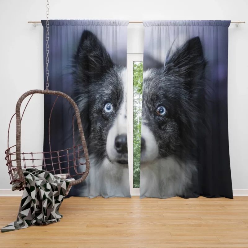 Border Collie Thoughtful Gaze Curtain