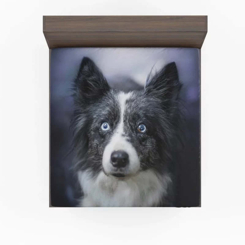 Border Collie Thoughtful Gaze Fitted Sheet 1