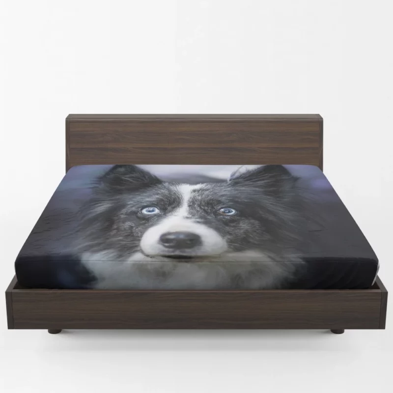 Border Collie Thoughtful Gaze Fitted Sheet