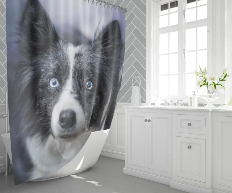 Border Collie Thoughtful Gaze Shower Curtain 1