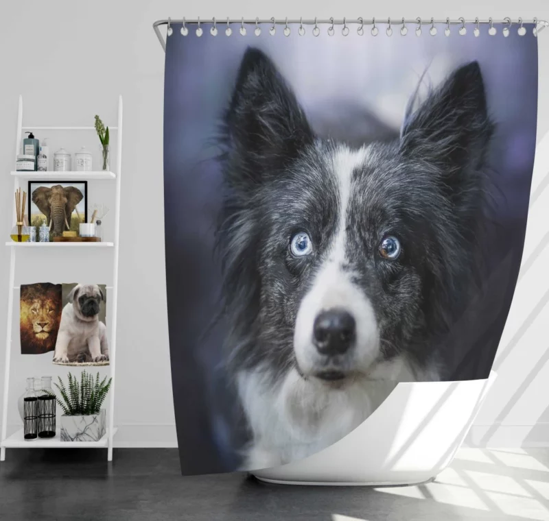 Border Collie Thoughtful Gaze Shower Curtain