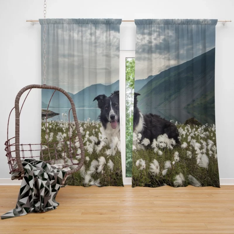 Border Collie Whimsical Waterside Moment Curtain