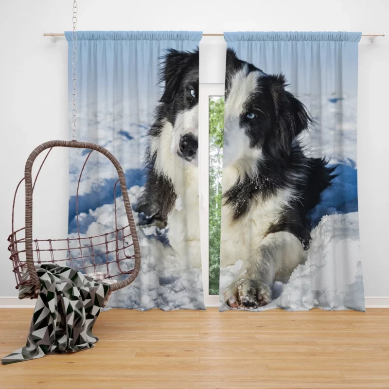 Border Collie Winter Adventure Snowy Delight Curtain