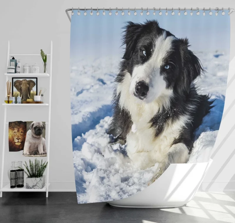 Border Collie Winter Adventure Snowy Delight Shower Curtain