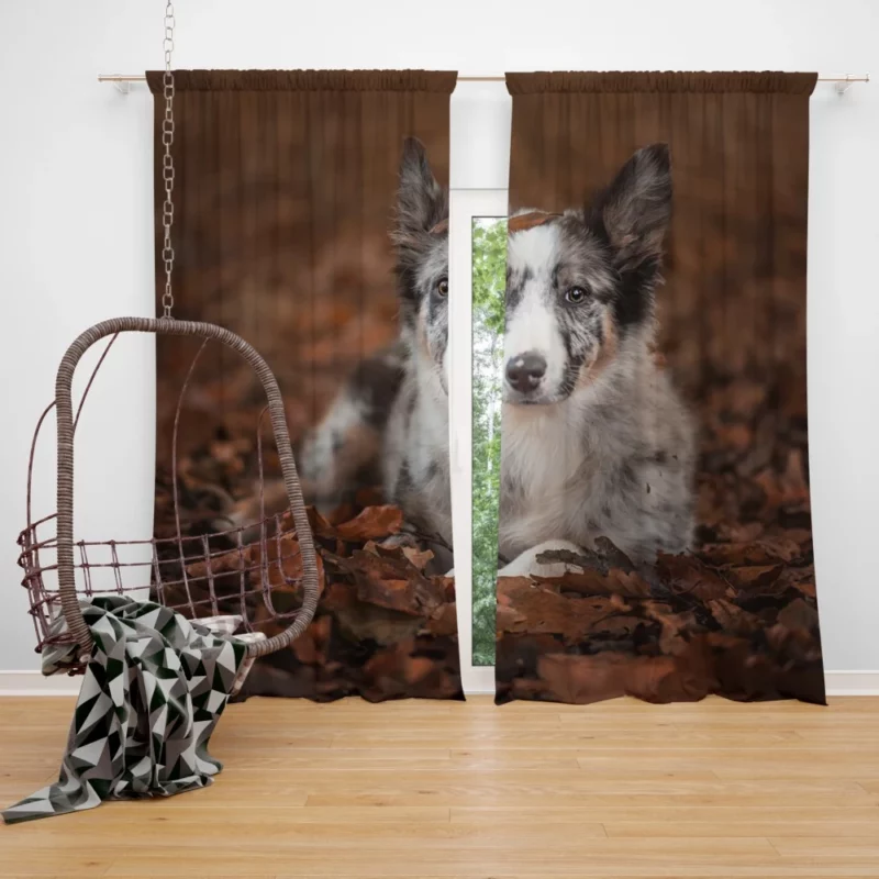 Border Collie in Autumn Leafy Wonder Curtain