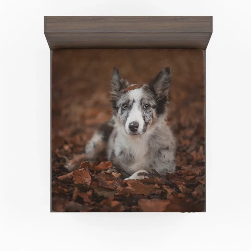 Border Collie in Autumn Leafy Wonder Fitted Sheet 1