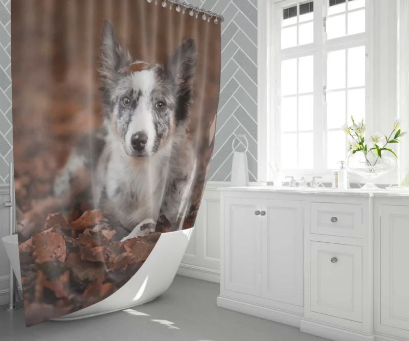 Border Collie in Autumn Leafy Wonder Shower Curtain 1