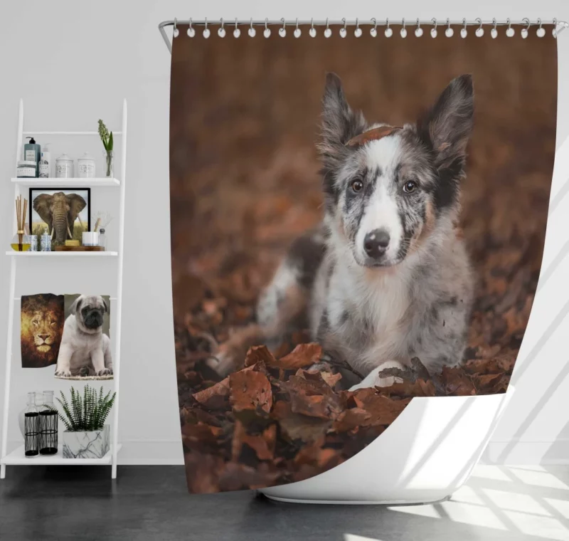 Border Collie in Autumn Leafy Wonder Shower Curtain