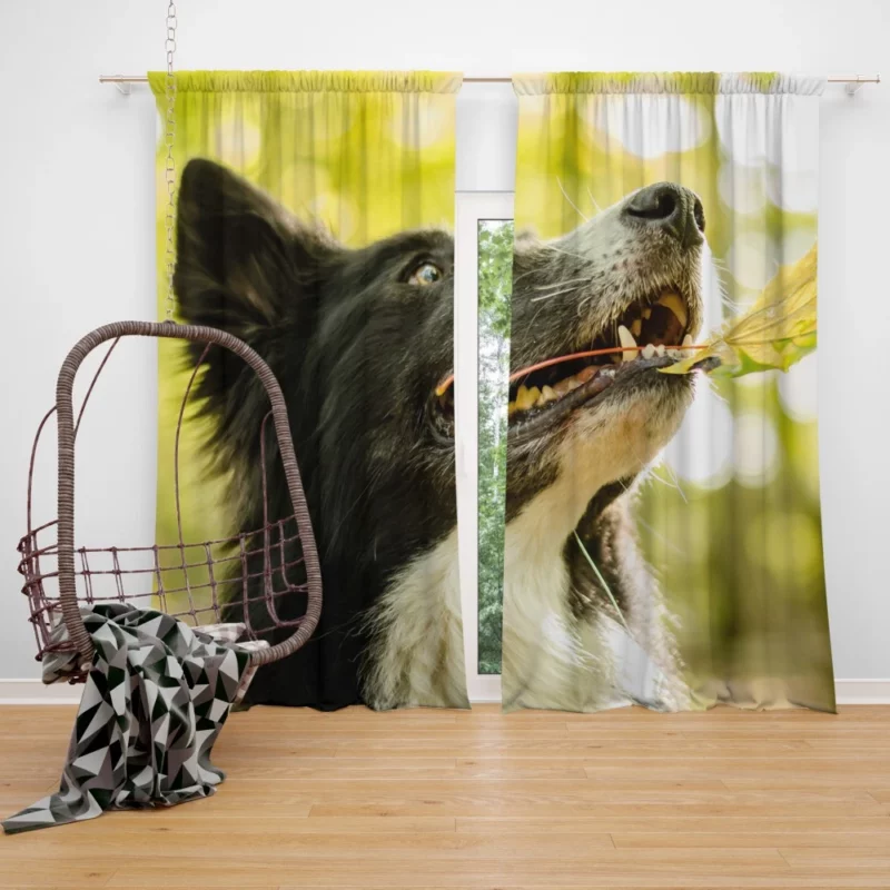 Border Collie in Autumn Nature Joy Curtain