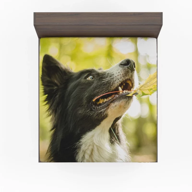 Border Collie in Autumn Nature Joy Fitted Sheet 1